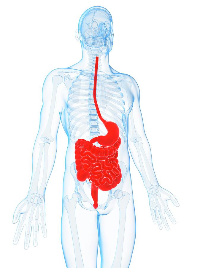 Illustration Photograph - Human Digestive System by Sebastian Kaulitzki