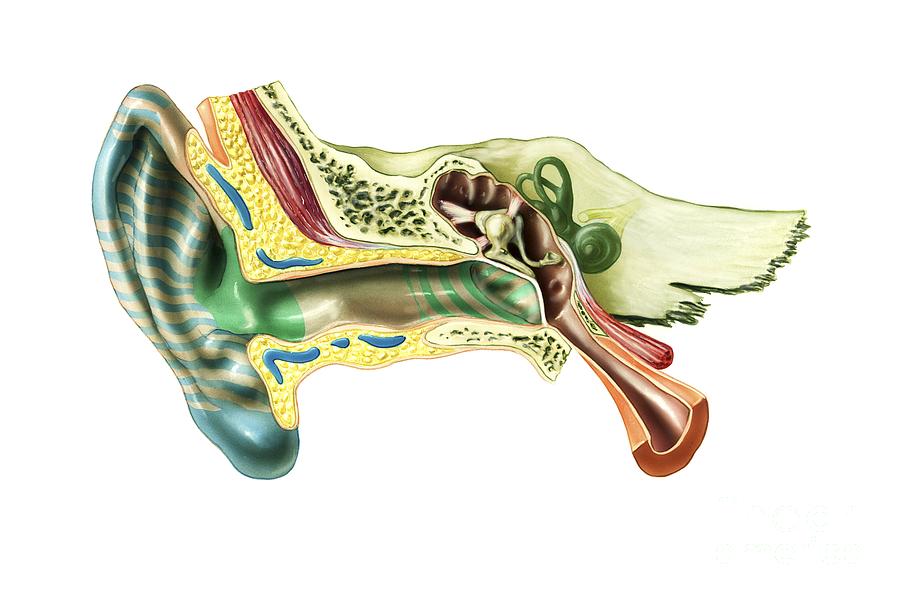 Human Ear Anatomy, Artwork Photograph by Bo Veisland