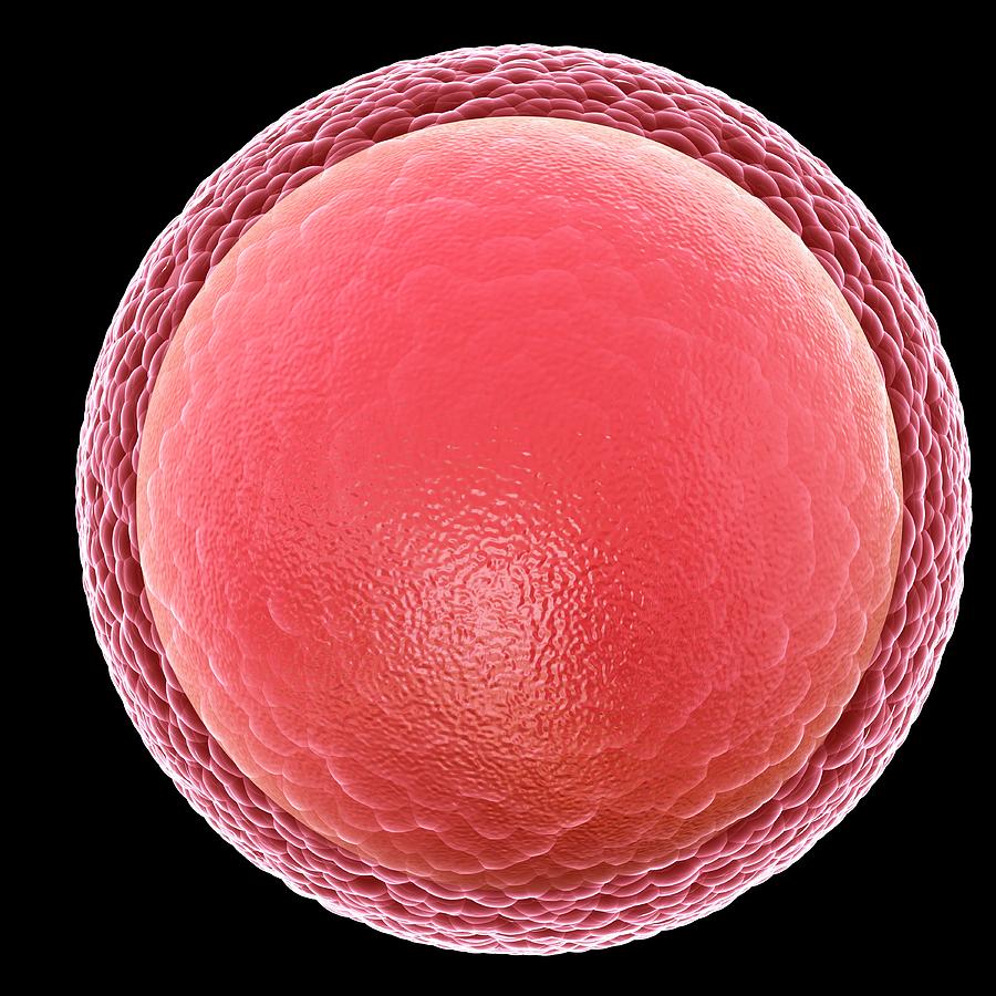 Human Egg Cell Photograph by Pixologicstudio/science Photo Library