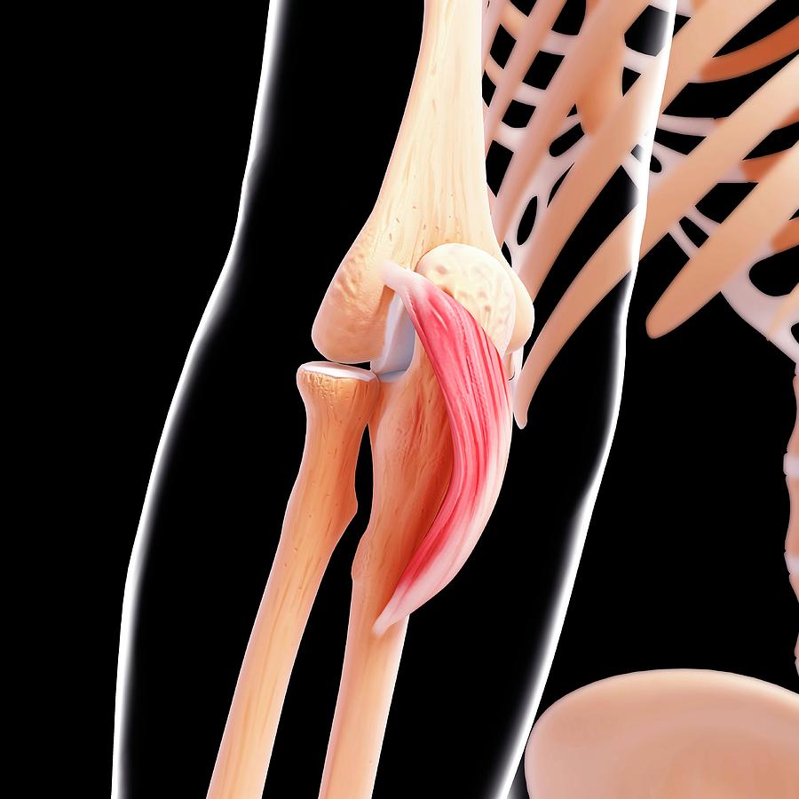 Human Elbow Musculature Photograph by Pixologicstudio/science Photo ...