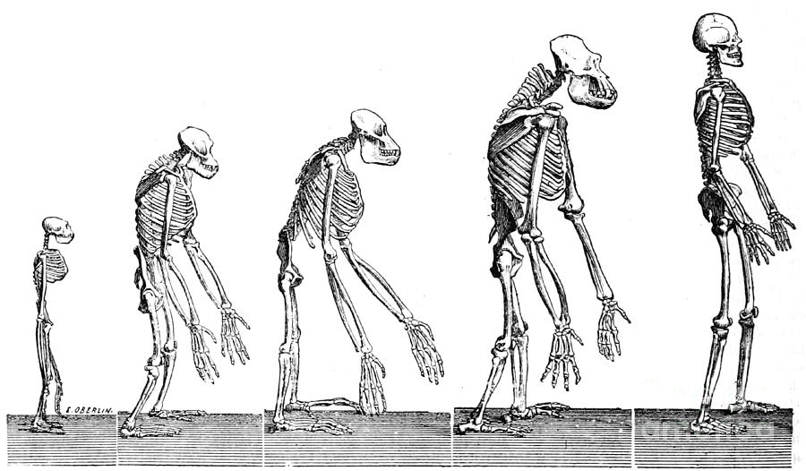 Skeleton Photograph - Human Evolution 1883 by British Library