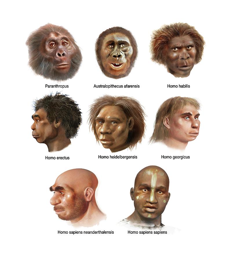 Neanderthal Vs Homo Erectus