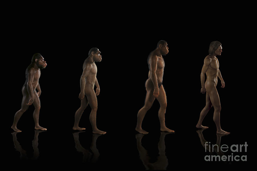Human Evolution Photograph by Science Picture Co