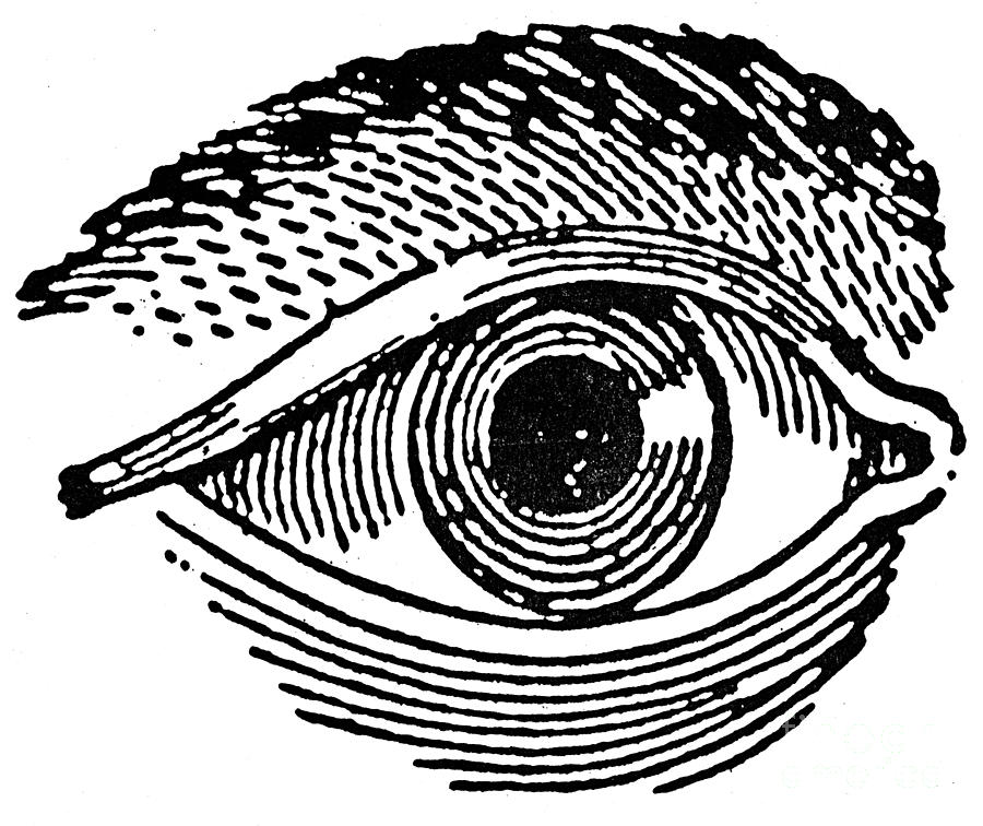 HUMAN EYE, 19th CENTURY by Granger