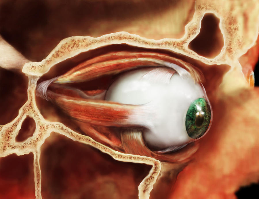 Human Eye Photograph by Anatomical Travelogue