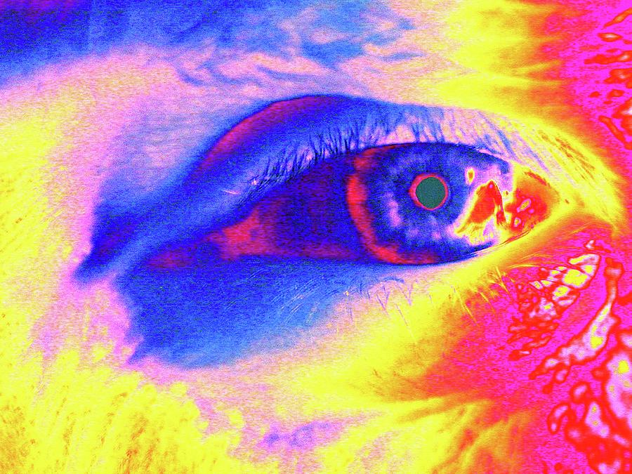 Human Eye Photograph by Larry Berman Human Eye Photograph by Larry Berman
