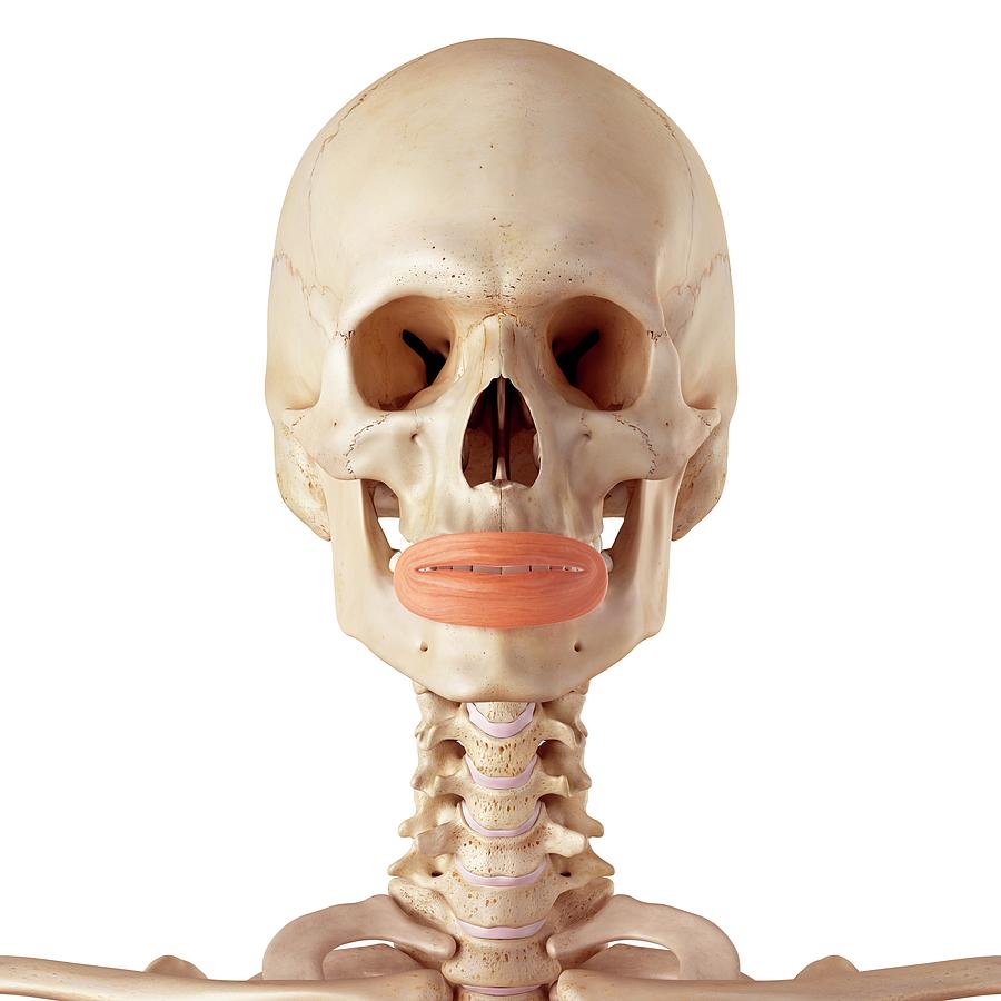 Human Facial Muscles Photograph by Sebastian Kaulitzki/science Photo ...