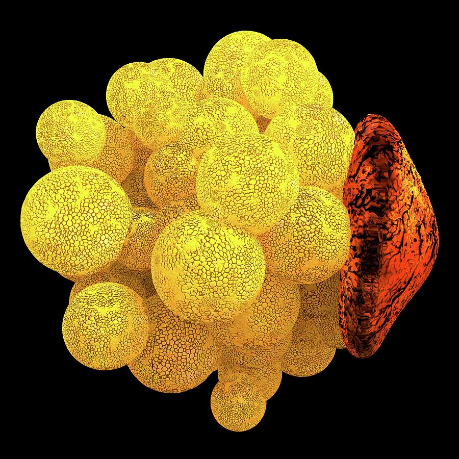 Human Fat Cell Photograph by Alfred Pasieka/science Photo Library