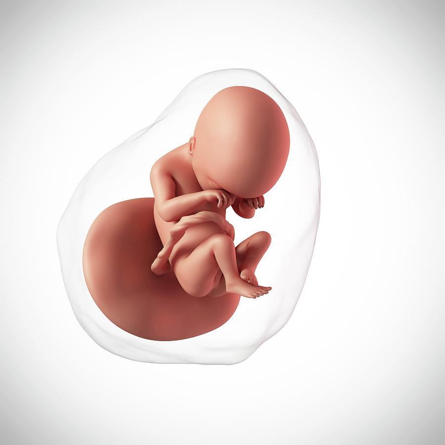 Эмбрион человека 20 недель