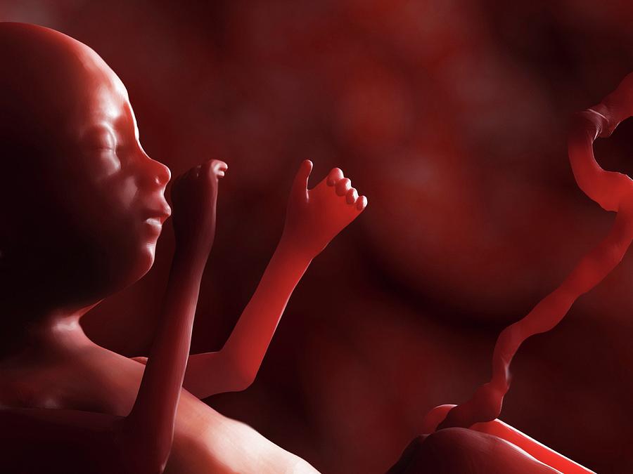 Human Fetus, Artwork Photograph by Juan Gaertner
