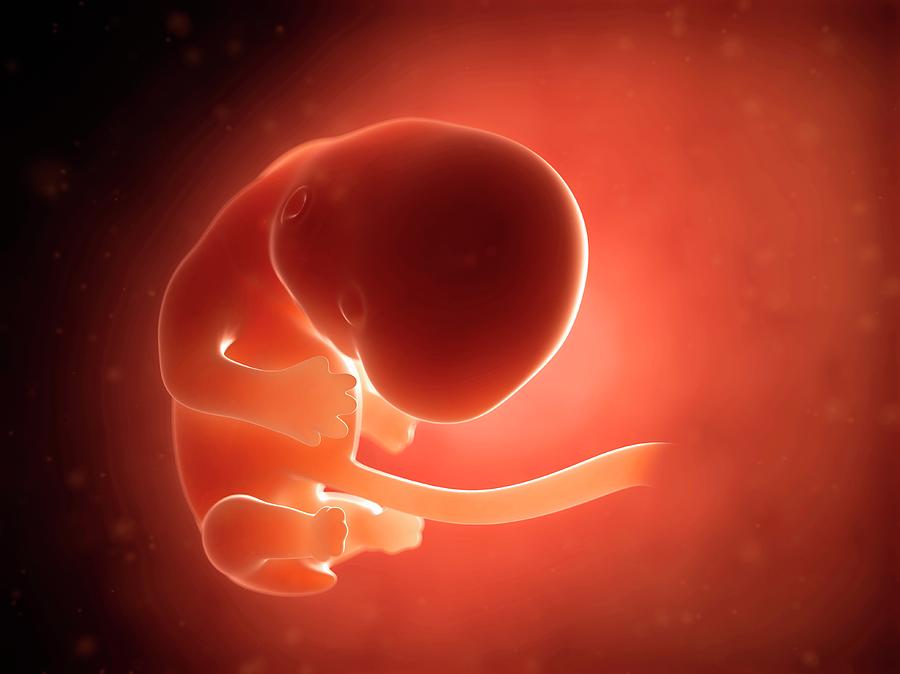Human Fetus At 2 Months Photograph by Sebastian Kaulitzki