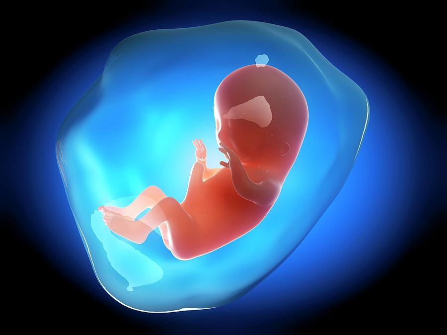 Human Fetus At 3 Months Photograph by Sebastian Kaulitzki
