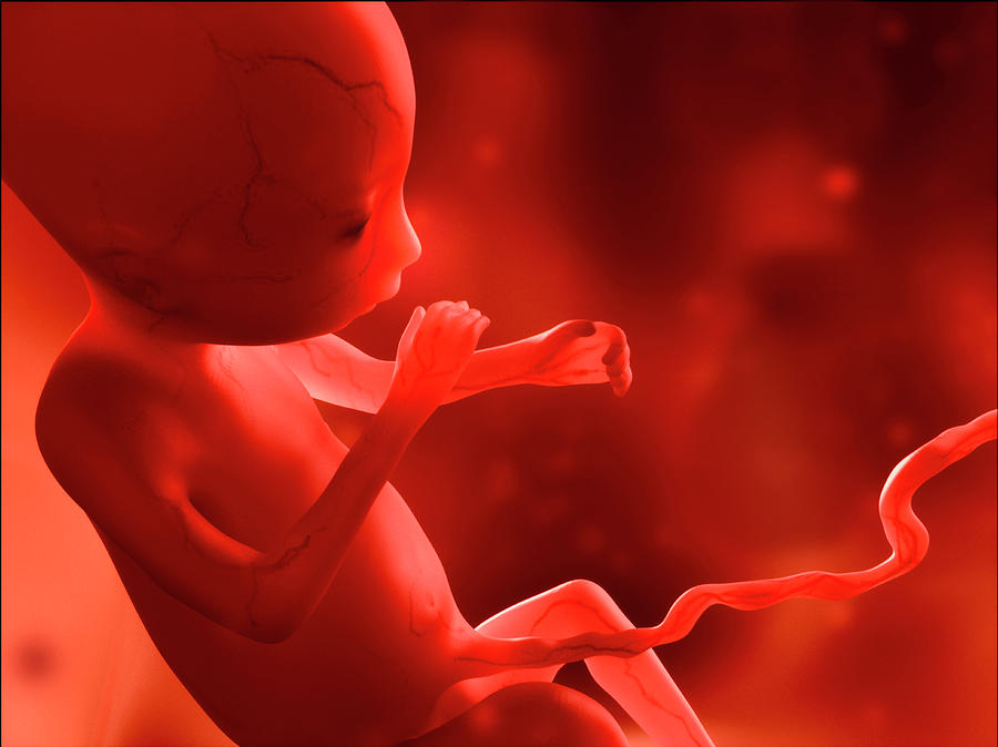 Human Fetus At 4 Months, Illustration Photograph by Juan Gaertner