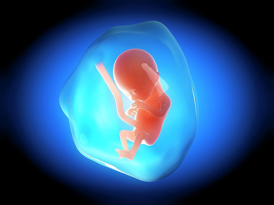 Human Fetus At 4 Months Photograph by Sebastian Kaulitzki