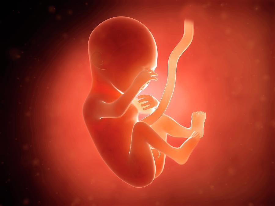 Human Fetus At 5 Months Photograph by Sebastian Kaulitzki