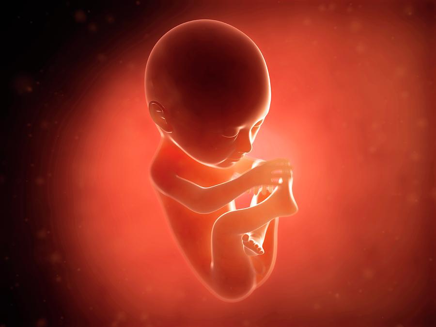 Human Fetus At 6 Months Photograph by Sebastian Kaulitzki