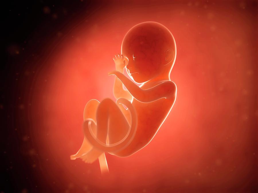 Human Fetus At 7 Months Photograph by Sebastian Kaulitzki