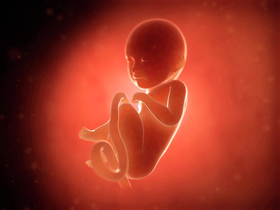 Human Fetus At 8 Months Photograph by Sebastian Kaulitzki