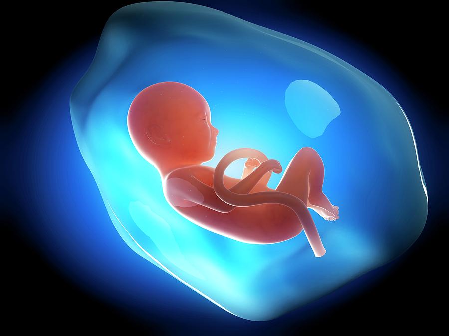 Human Fetus At 9 Months Photograph by Sebastian Kaulitzki