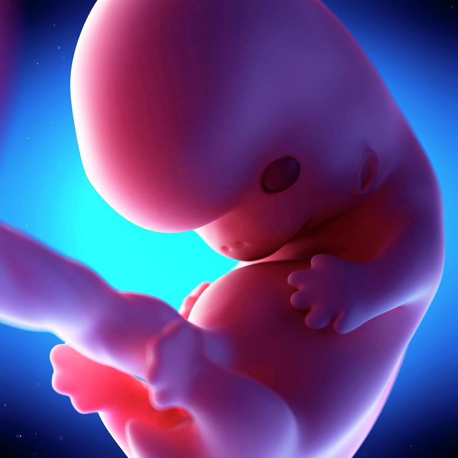 Human Fetus At Week 8 Of Gestation Photograph By Sebastian Kaulitzki Science Photo Library