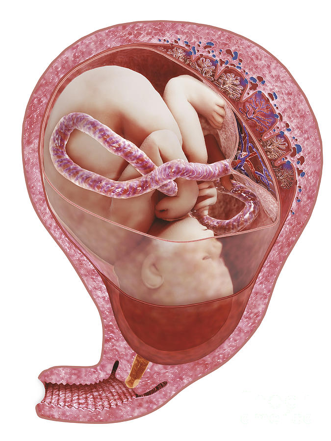 Human Fetus In Utero, Illustration Photograph by Peter Bell / Dorling Kindersley