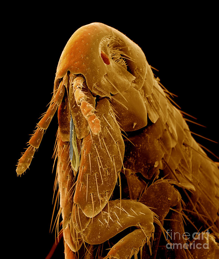 Human Flea Photograph by Eye of Science