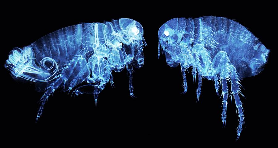 Nature Photograph - Human Fleas by Steve Gschmeissner/science Photo Library