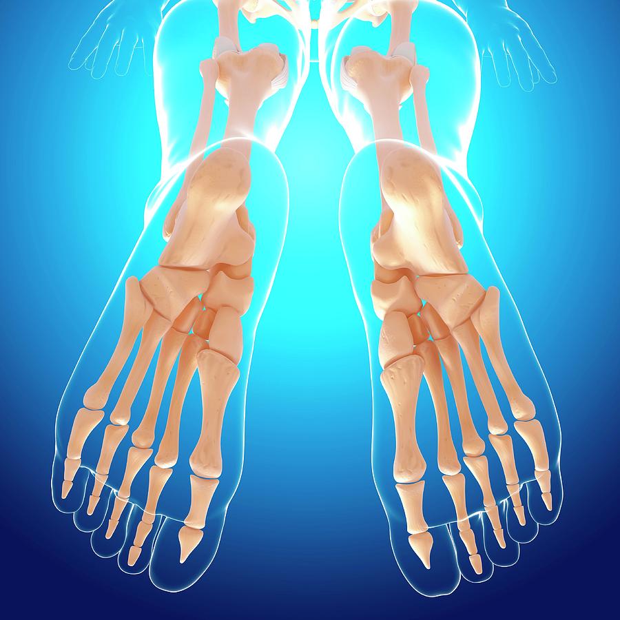 Illustration Photograph - Human Foot Bones by Pixologicstudio