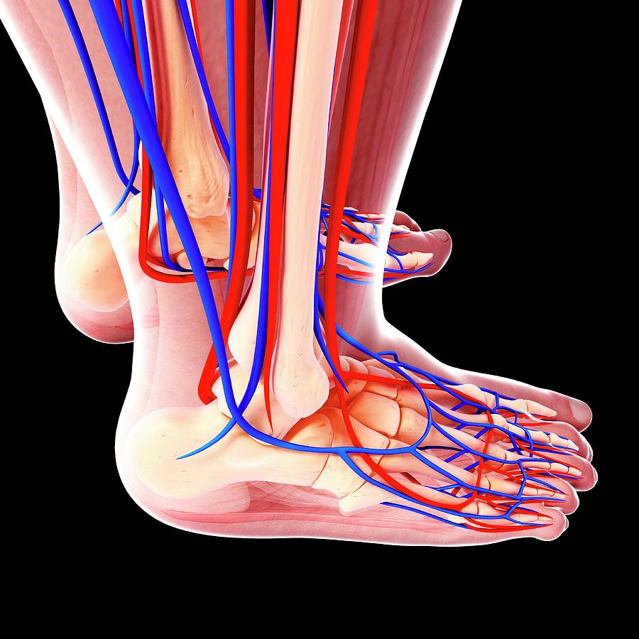 Human Foot Cardiovascular System Photograph by Pixologicstudio/science ...