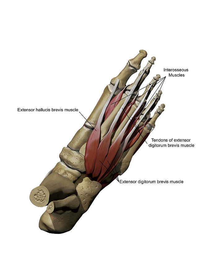 Human Foot Showing The Dorsal Photograph By Alayna Guza 