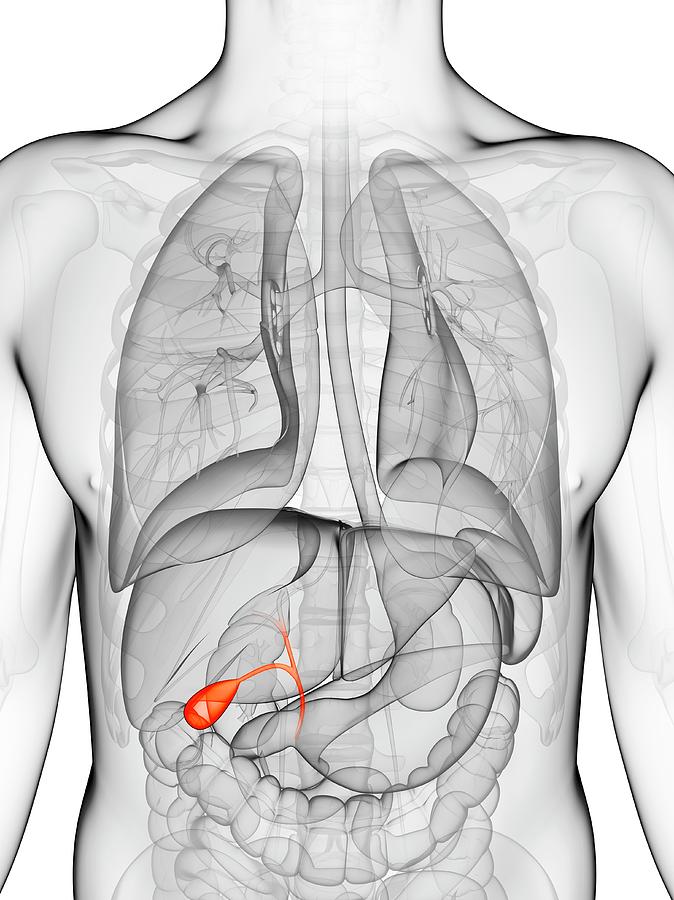 Human Gall Bladder Photograph By Sebastian Kaulitzki   Human Gall Bladder Sebastian Kaulitzki 