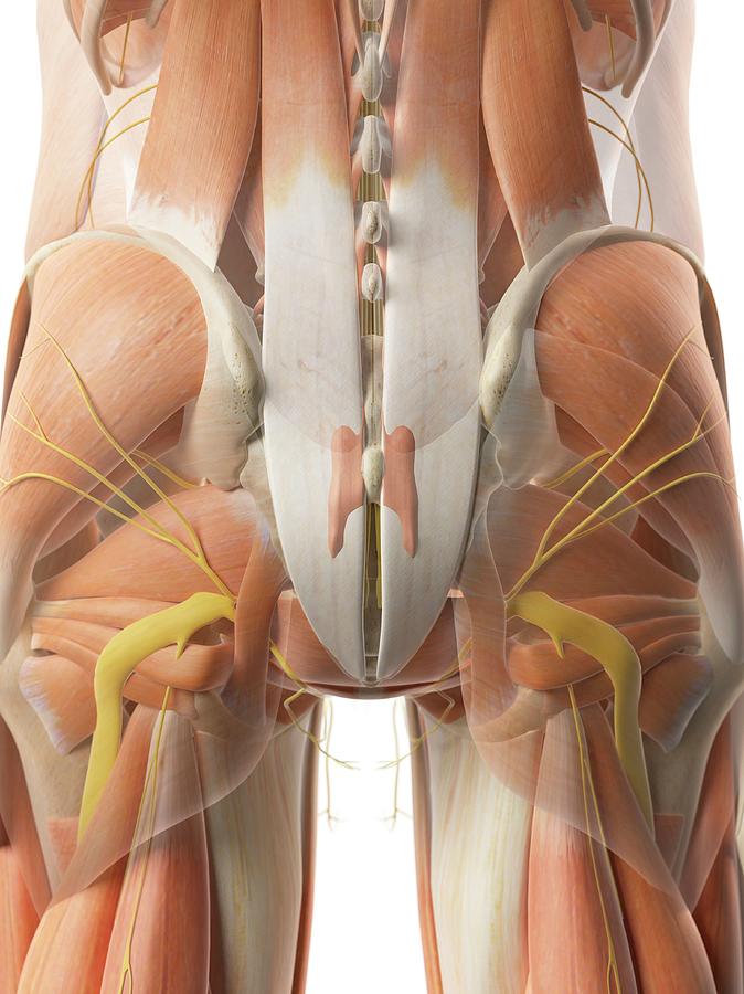 Human Gluteal Muscles Photograph by Sciepro
