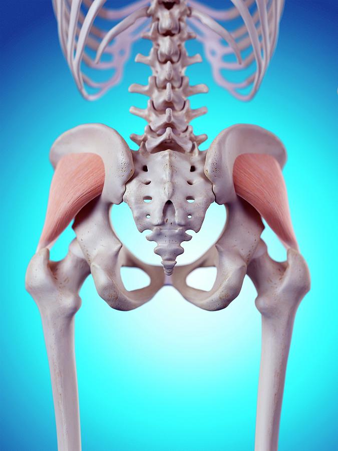 Human Gluteus Minimus Photograph By Sebastian Kaulitzki Science Photo 