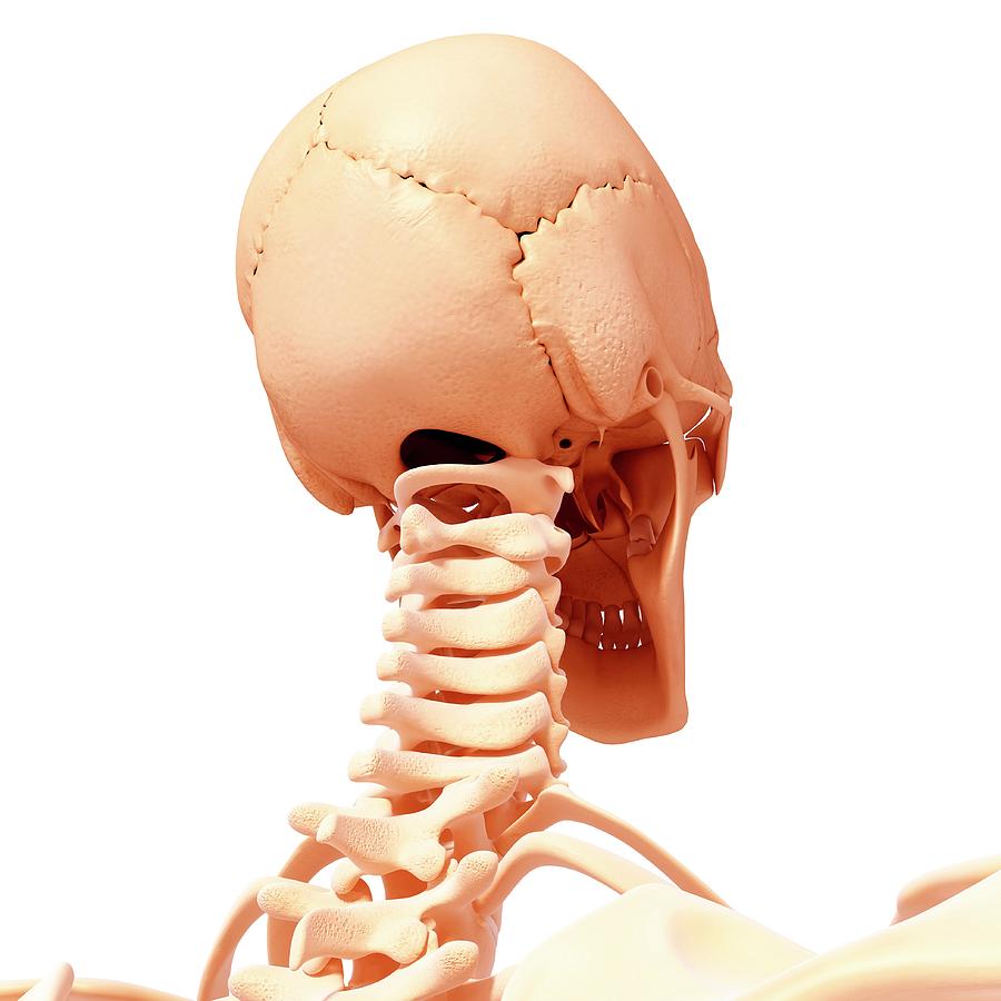 Human Head Skeleton Photograph by Pixologicstudio/science Photo Library
