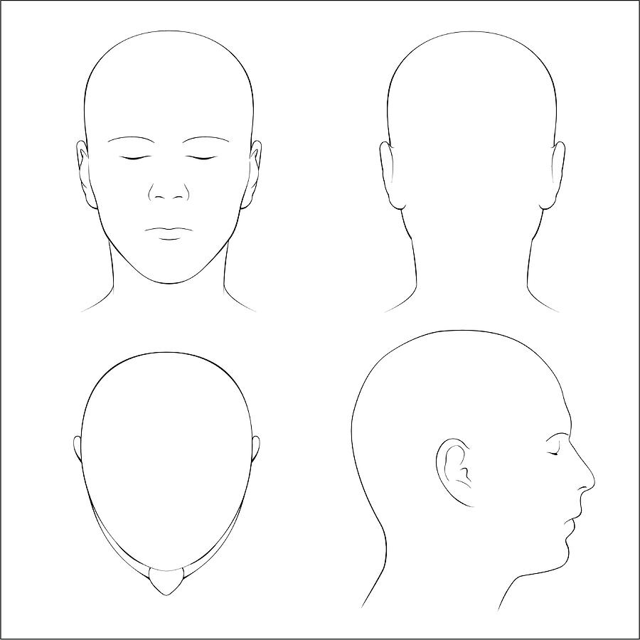 Human Head Surface Anatomy - Outline Drawing by Harley_mccabe
