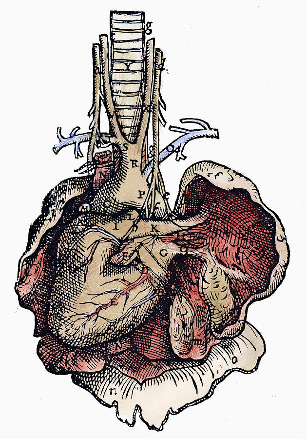Human Heart, 1543 Photograph by Granger