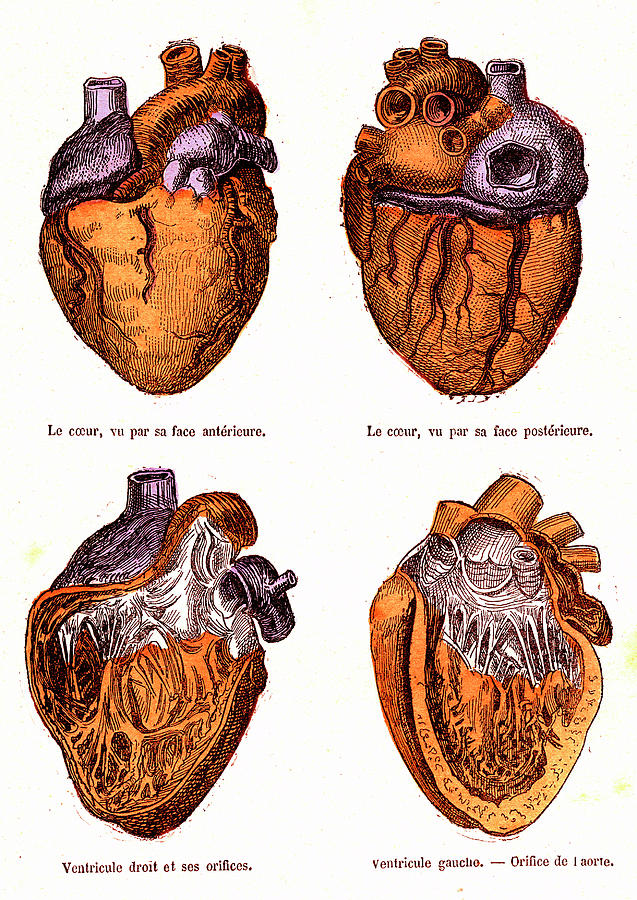 Human Heart Anatomy Photograph by Collection Abecasis/science Photo Library
