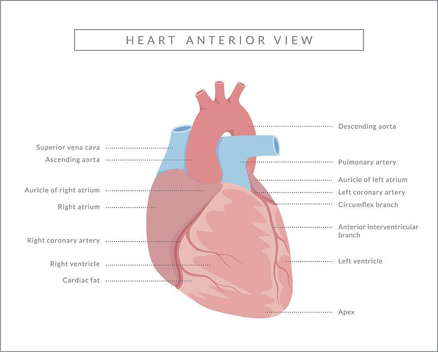 Human Heart Anterior View Drawing by Wetcake