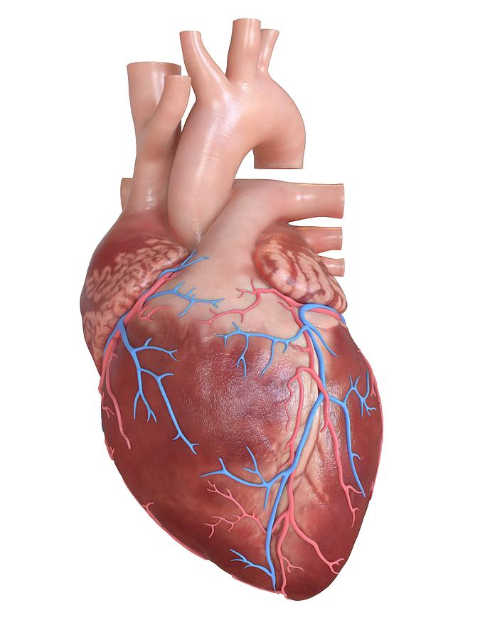 Human Heart Coronary Veins Photograph by Sebastian Kaulitzki/science ...