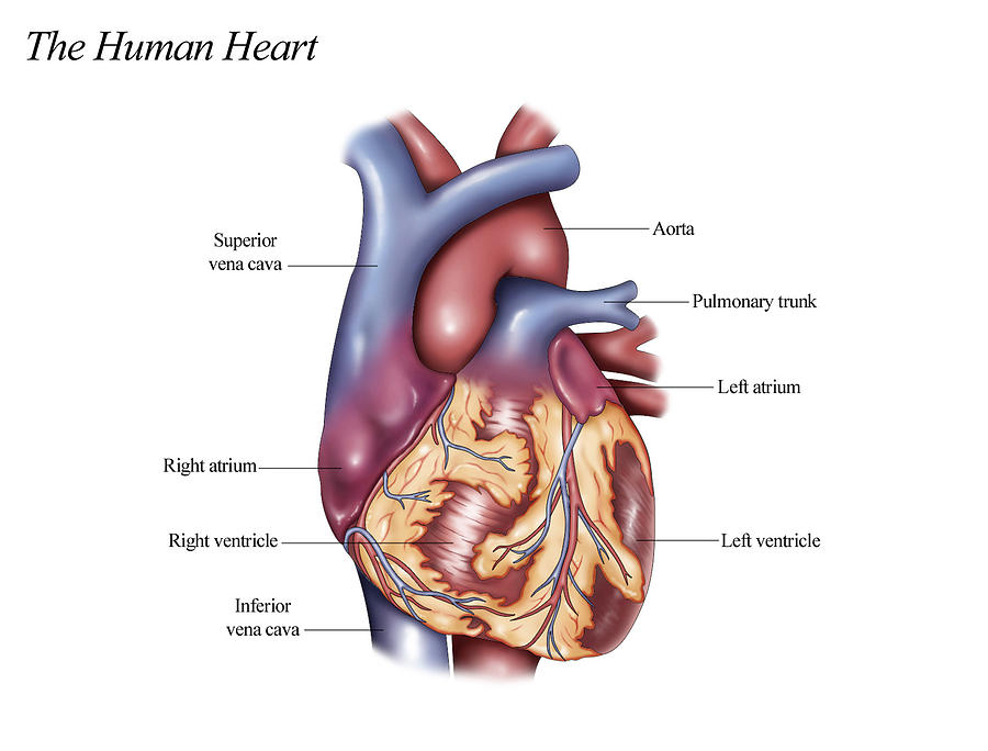 Human Heart, Illustration Photograph by Krystal Thompson