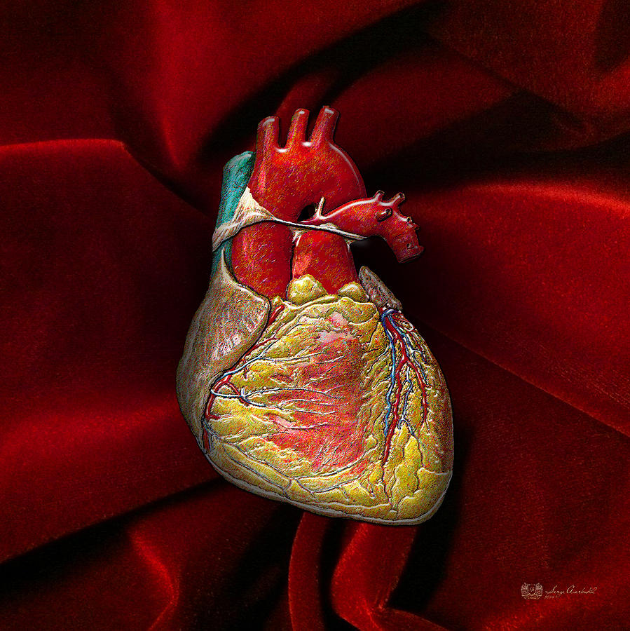 Human Heart on Red Velvet Digital Art by Serge Averbukh - Pixels