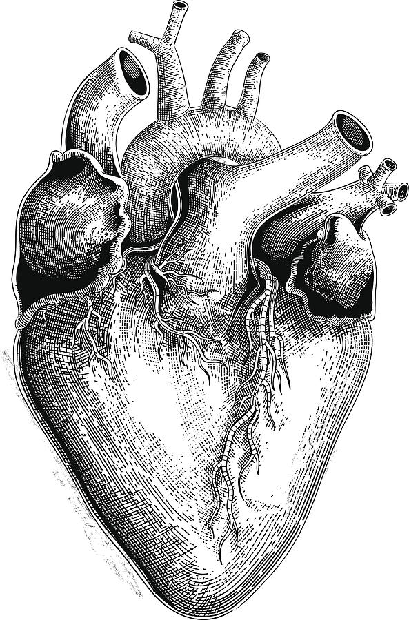 Human heart (vector) Drawing by Man_Half-tube