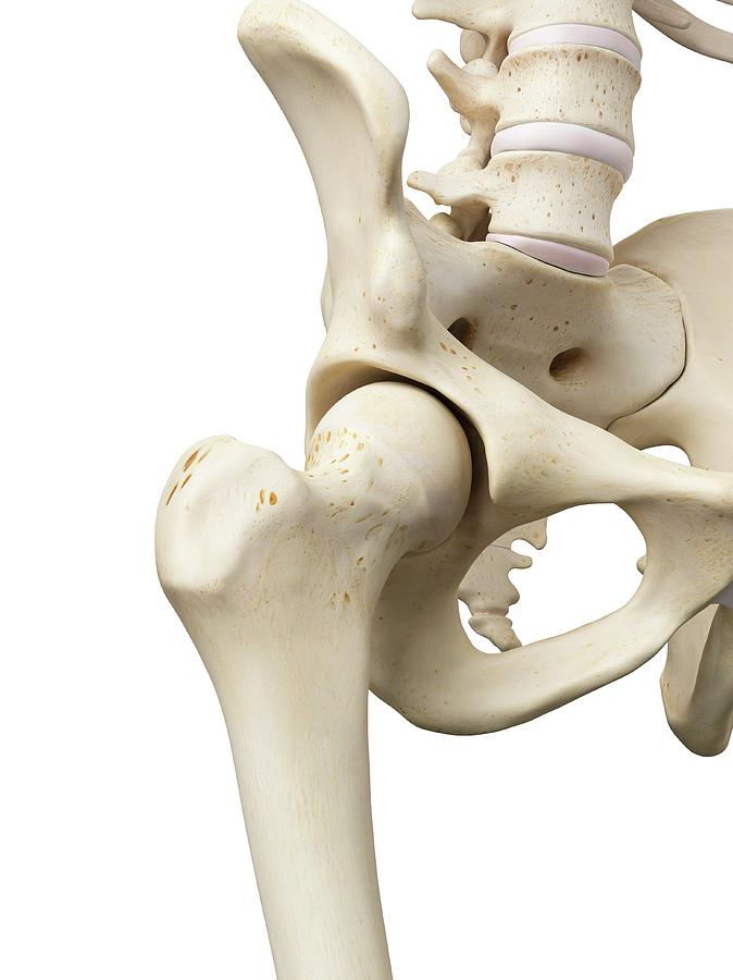Skeleton Photograph - Human Hip Joint by Sciepro