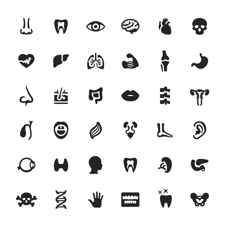Human Internal Organ vector symbols and icons Drawing by Lushik