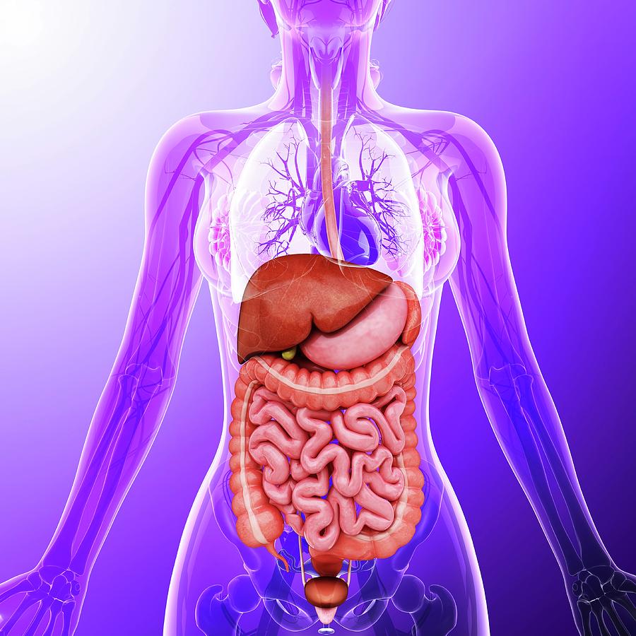 Internal Organs Organ System Human Body Anatomy Tissue Organs | Images