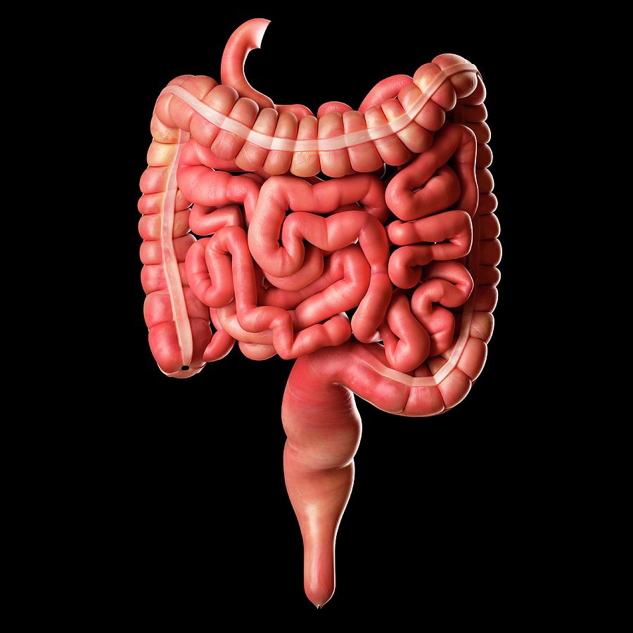 human intestines picture