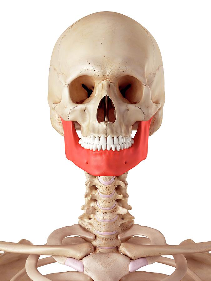Human Jaw Bone Photograph by Sebastian Kaulitzki/science Photo Library