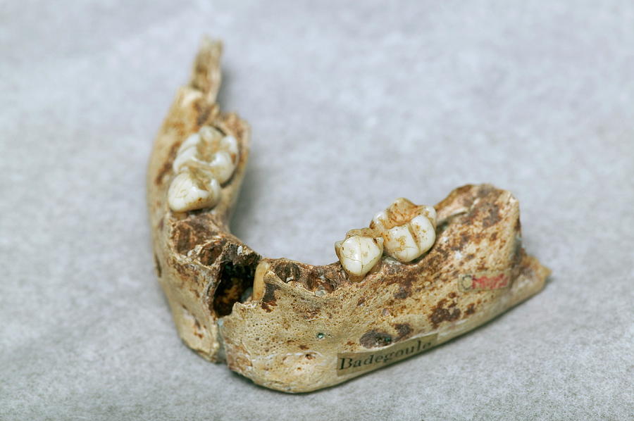 Human Jaw Fossil Photograph by Pascal Goetgheluck/science Photo Library