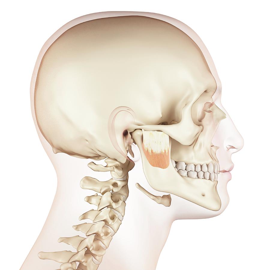 Human Jaw Muscles Photograph by Sciepro - Pixels