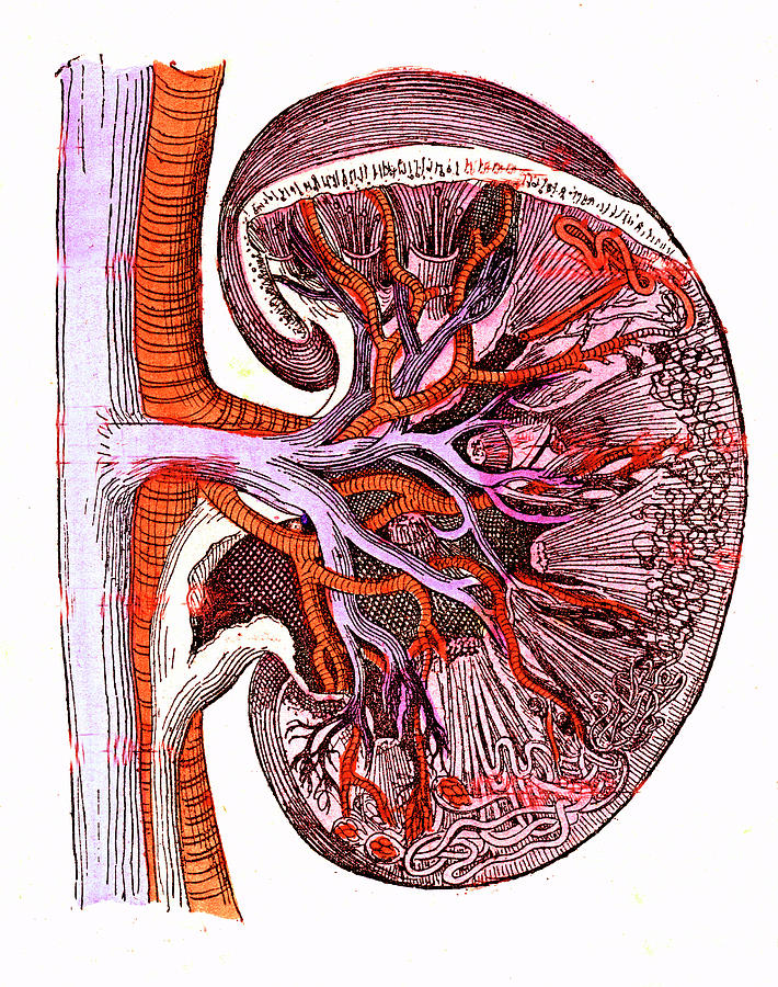 Human Kidney Photograph by Collection Abecasis/science Photo Library